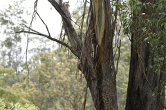 Eucalyptus moluccana