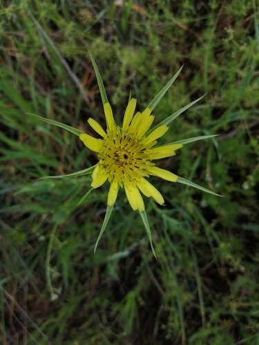 Velika tuturuša (Tragopogon dubius)