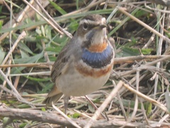 Luscinia svecica