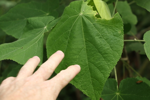 Image of Abutilon auritum by (c) Greg Tasney, some rights reserved (CC BY-SA)