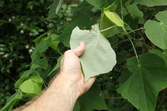 Abutilon auritum