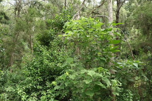 Image of Abutilon auritum by (c) Greg Tasney, some rights reserved (CC BY-SA)
