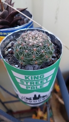Gymnocalycium bruchii