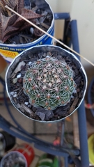 Gymnocalycium bruchii