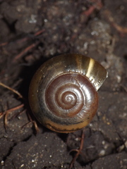 Gastropoda
