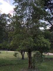 Tristaniopsis collina