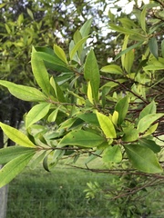 Tristaniopsis collina