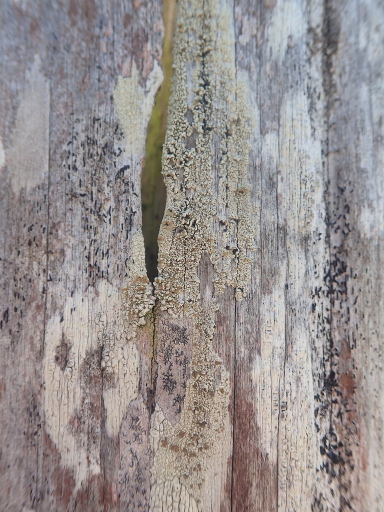 Pertusaria alboatra