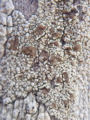 Pertusaria alboatra