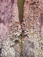 Pertusaria alboatra