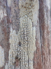 Pertusaria alboatra