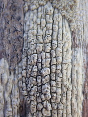 Pertusaria alboatra