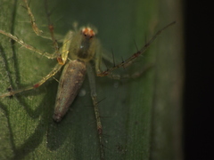 Oxyopes