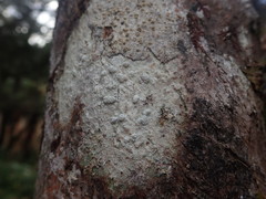 Pertusaria allosorodes