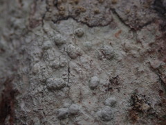 Pertusaria allosorodes