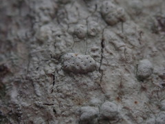 Pertusaria allosorodes
