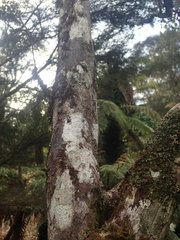 Pertusaria allosorodes