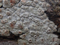 Pertusaria thiospoda