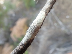 Pertusaria subplanaica