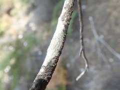 Pertusaria subplanaica