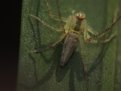 Oxyopes