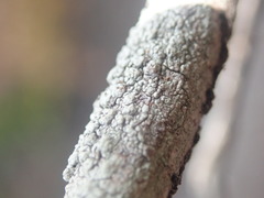 Pertusaria subplanaica
