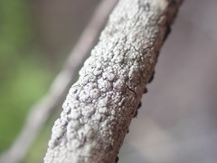 Pertusaria subplanaica