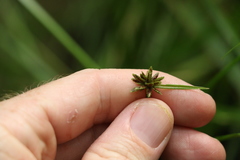 Cyperus laevis