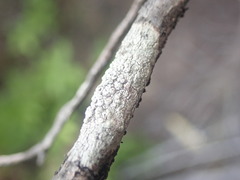 Pertusaria subplanaica