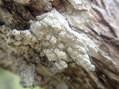 Pertusaria subplanaica