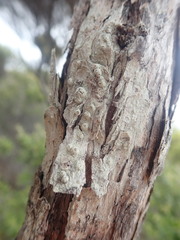 Pertusaria subplanaica