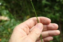 Cyperus laevis