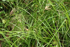 Cyperus laevis