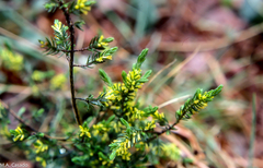 Thymelaea broteriana