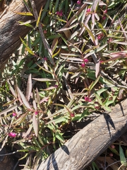 Eremophila debilis