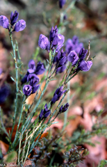 Polygala microphylla