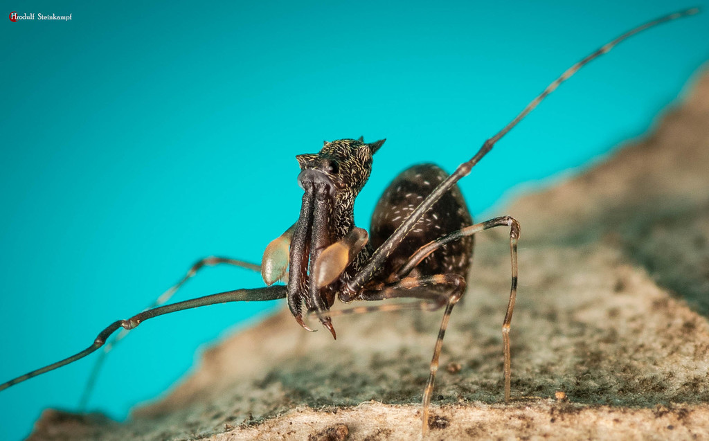 Horned Pelican Spider from Dududu, South Africa on October 8, 2020 at