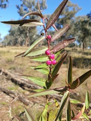Eremophila debilis