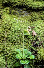 Saxifraga spathularis