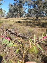 Eremophila debilis