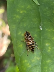 Eristalinus