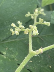 Cyphostemma buchananii