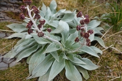 Pleurophyllum hookeri