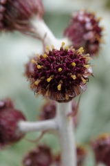 Pleurophyllum hookeri