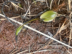 Potamogeton suboblongus