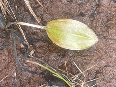 Potamogeton suboblongus