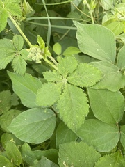 Cyphostemma buchananii