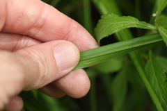 Carex declinata
