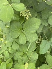 Cyphostemma buchananii