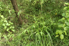 Carex declinata